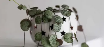 بررسی مشکلات رایج گیاه سروپژیا
