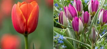 بررسی تفاوت و ویژگی گل لاله ایرانی با لاله هلندی