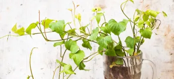 آموزش کاشت سبزه نوروز با سیب زمینی (جالب و خلاقانه)