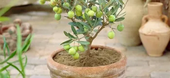 علت بار ندادن درخت زیتون / نکات مهم برای کشاورزان