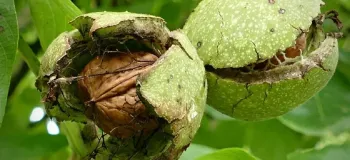 سیاه شدن مغز گردو روی درخت/ روش پیشگیری و درمان
