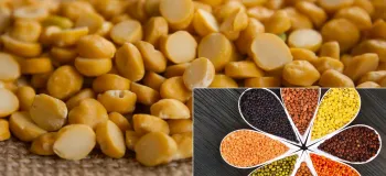 آشنایی با انواع مختلف لپه و ارزش غذایی آن