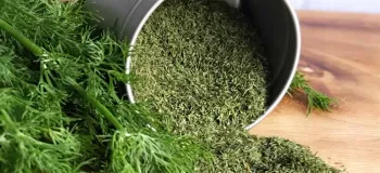 روش خشک کردن شوید بدون تلخی و سیاهی