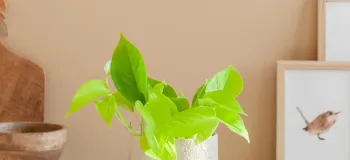 معرفی و پرورش گیاه اسکاندپس نئون