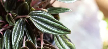 راهنمای کامل نگهداری و معرفی گیاه پیرومیا روسی