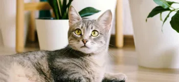 گیاهان بی خطر برای سگ و گربه/ راهنمایی برای خانه های دارای حیوان خانگی