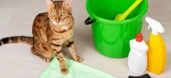 نکات موثر در نظافت منزل برای صاحبان سگ و گربه