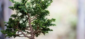 همه چیز درباره کاج نانا (از نگهداری تا کاربرد)