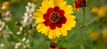 پرورش و نگهداری کوکب کوهی (گل اشرفی)