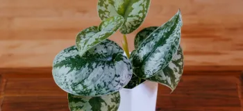 راهنمای جامع نگهداری و پرورش گیاه اسکاندیس میکانژ