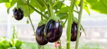 علل ریزش گل های بادمجان و راه حل های مؤثر برای جلوگیری از آن