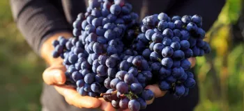 خواص شگفت انگیز انگور سیاه برای سلامتی