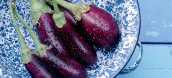 راهنمای تشخیص بادمجان شیرین از بادمجان تلخ