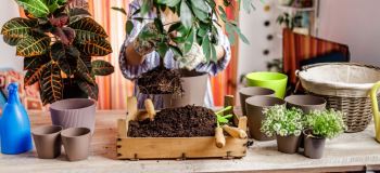 راهنمای تعویض خاک و گلدان گیاهان آپارتمانی