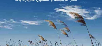 خاص ترین و عاشقانه ترین شعر در وصف باد