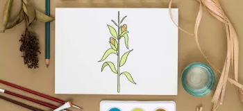 فقط با ۸ مرحله فوق العاده راحت یک شاخه ذرت بکش