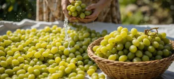 طرز تهیه کشمش سبز قلمی در خانه به دو روش سنتی و سریع