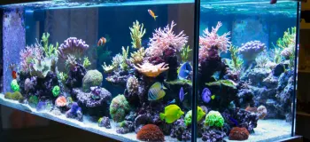 راهنمای جامع انواع ماهی های آکواریومی برای مبتدیان