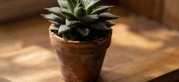 راهنمای کامل نگهداری کاکتوس گورخری (هاورتیا)