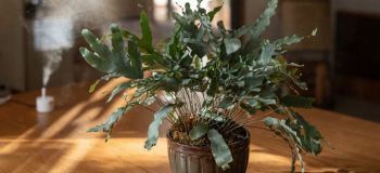راهنمای کامل نگهداری سرخس پنجه خرس