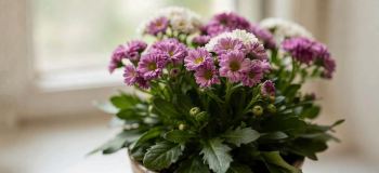 راهنمای کامل نگهداری و پرورش گل سینره