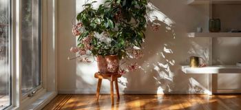 راهنمای جامع نگهداری و تکثیر گل شمعی (هویا)