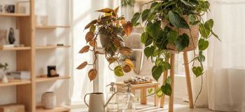 راهنمای کامل نگهداری فیلودندرون برگ قلبی؛ گیاهی زیبا و تصفیه کننده هوا