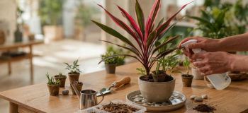 راهنمای جامع نگهداری و تکثیر گیاه کوردیلین (کردلین)