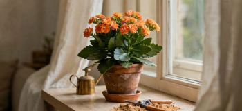 راهنمای کامل نگهداری و مراقبت از گیاه کالانکوئه