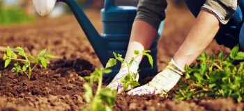 ۱۰ متن و پیام تبریک روز جهانی باغبانی تقدیم به شما مهربانان !