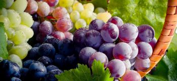 دانستنی هایی درمورد کالری، ارزش غذایی و خواص انگور