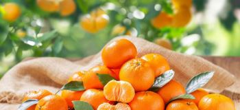 ۱۰۰ گرم نارنگی چند کالری دارد ؟