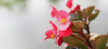 راهنمای جامع گل بگونیا عروس (بگونیا وکس): نگهداری، آبیاری، تکثیر و رفع مشکلات