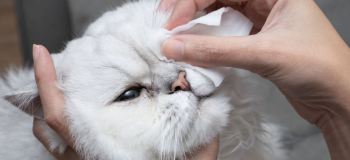 علل، علائم و روش های درمان عفونت چشم گربه