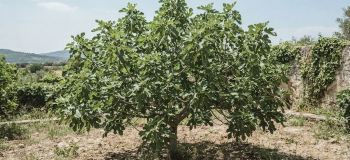 چرا درخت انجیر میوه نمی دهد؟ بررسی دلایل و راهکارهای افزایش باردهی انجیر