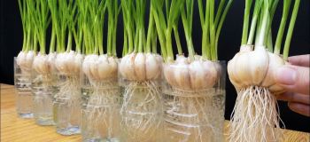 روش کاشت سیر در خانه با بطری پلاستیکی؛ آموزش مرحله به مرحله