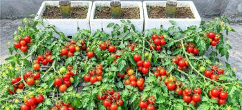 کاشت گوجه فرنگی در جعبه یونولیتی؛ روش افقی برای برداشت محصول در حیاط و باغچه
