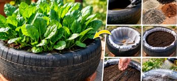آموزش کاشت اسفناج در لاستیک؛ راهنمای ساخت باغچه خانگی در بالکن