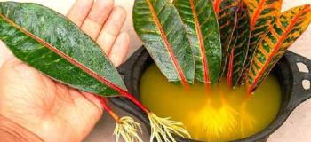 آموزش تکثیر گیاهان از طریق برگ؛ روش ریشه دار کردن برگ کروتون در ماسه