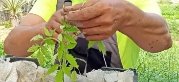 نحوه کاشتن بذر گوجه در خانه / کاشت بذر گوجه در گلدان یا باغچه
