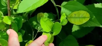 چرا برگ درخت زرد می شود / جلوگیری از زرد شدن برگ درخت
