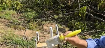 نحوه پیوند درخت گردو به روش تاجی / گردو را بدون خطا پیوند بزنید