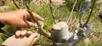 پیوند مجدد گردو به علت عدم گیرایی / چگونه درخت گردو را پیوند بزنیم