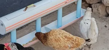 ساخت دانخوری و آبخوری مرغ با لوله پلیکا / فیلم