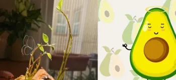 آموزش کاشت اووکادو در منزل!