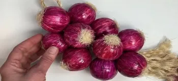 ساخت پیاز دیوارکوب برای آشپزخانه: ایده ای خلاقانه برای دکوراسیون