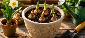 کاشت پیاز گل نرگس در گلدان؛ راز داشتن نرگس های خوش عطر و پرگل در خانه