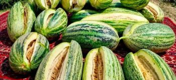 خربزه «للمی» افغانستان؛ میوه ای عجیب که هرچه شیرین تر شود، بیشتر ترک می خورد!
