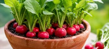 کاشت تربچه در گلدان؛ آموزش ساده و مرحله به مرحله برای داشتن تربچه های تازه در خانه
