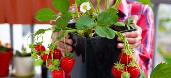 کاشت توت فرنگی در گلدان در خانه؛ راهنمای مرحله به مرحله برای داشتن توت فرنگی های شیرین و تازه